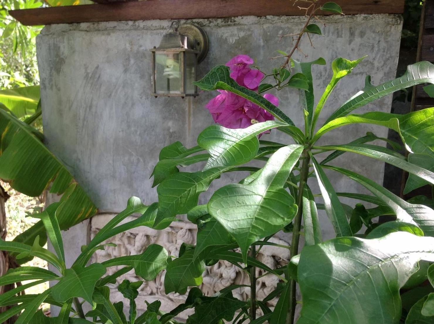 Ananas Samui Hostel Laem Set Beach Екстер'єр фото
